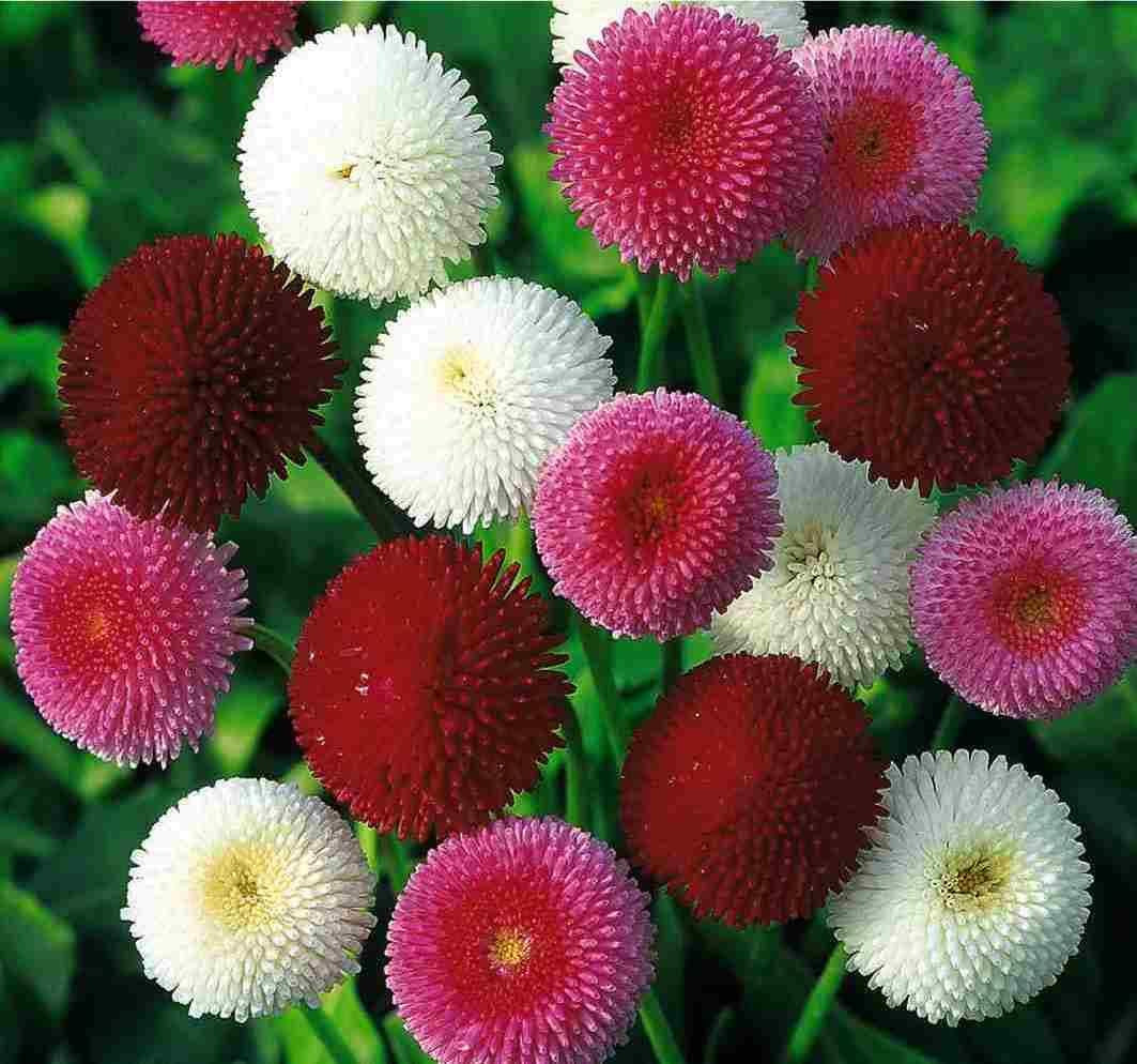 Mixed Bellis Perennis Flower seeds for Planting - Low Maintenance, Heirloom & GMO Free Seeds for Home Garden