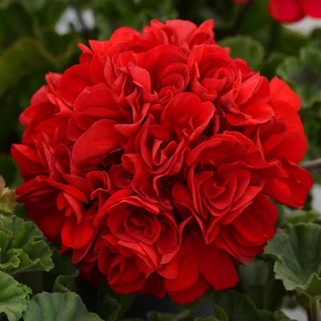 Geranium Flower seeds for Planting - Cottage Garden Essential, Heirloom & GMO Free Seeds for Home Garden