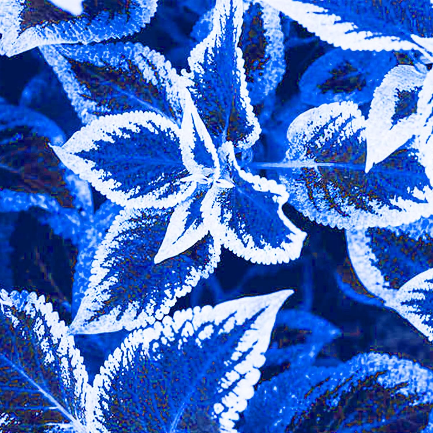 Blue Coleus Flower seeds for Planting - Colorful Display, Heirloom & GMO Free Seeds for Home Garden
