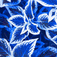 Blue Coleus Flower seeds for Planting - Colorful Display, Heirloom & GMO Free Seeds for Home Garden