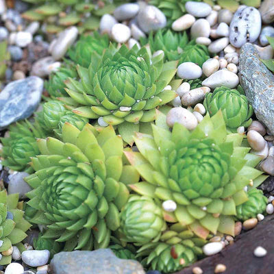 100 Pcs