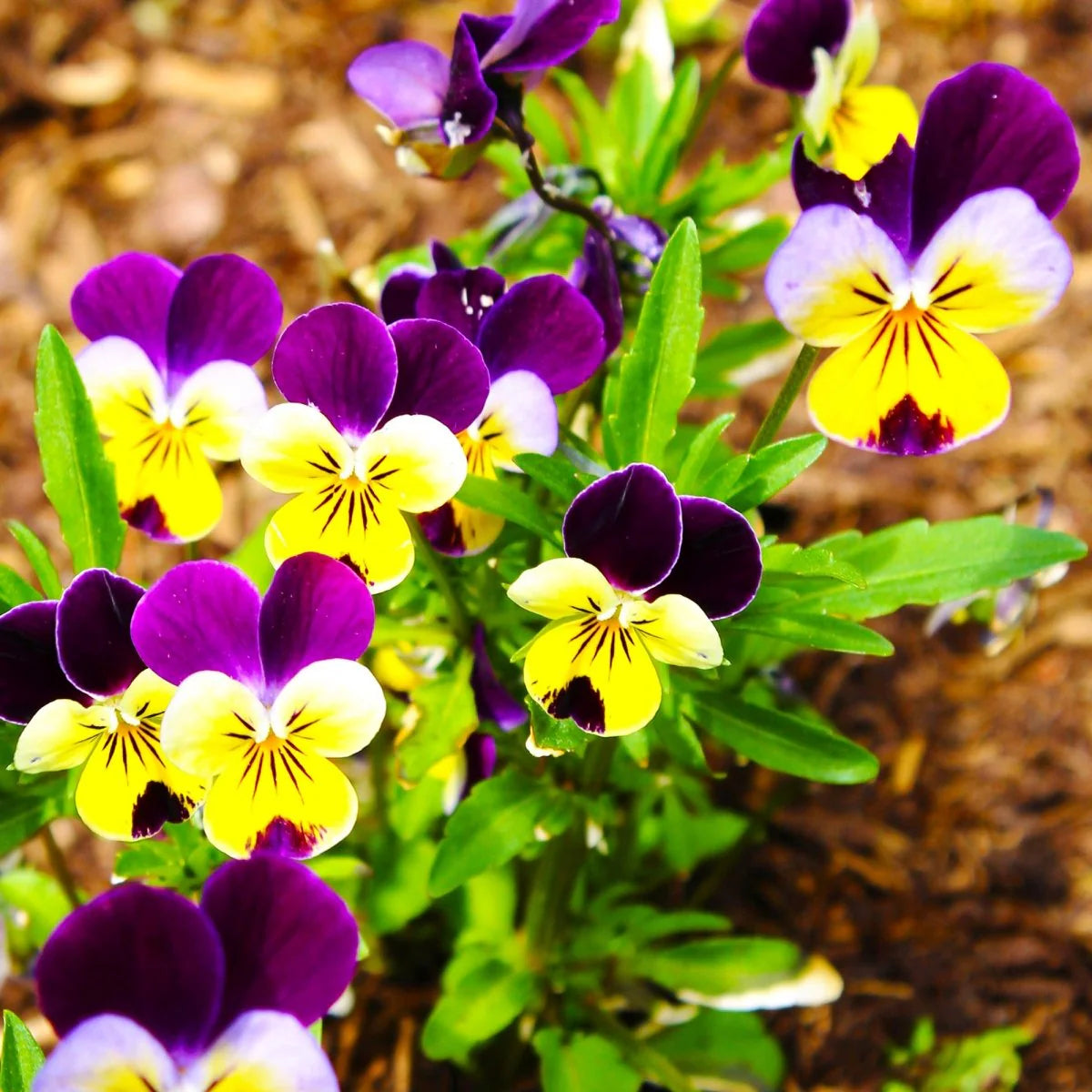 Johnny Jump Ups Flower seeds for Planting Perfect for Borders Heirloom & GMO Free Seeds for Home Garden