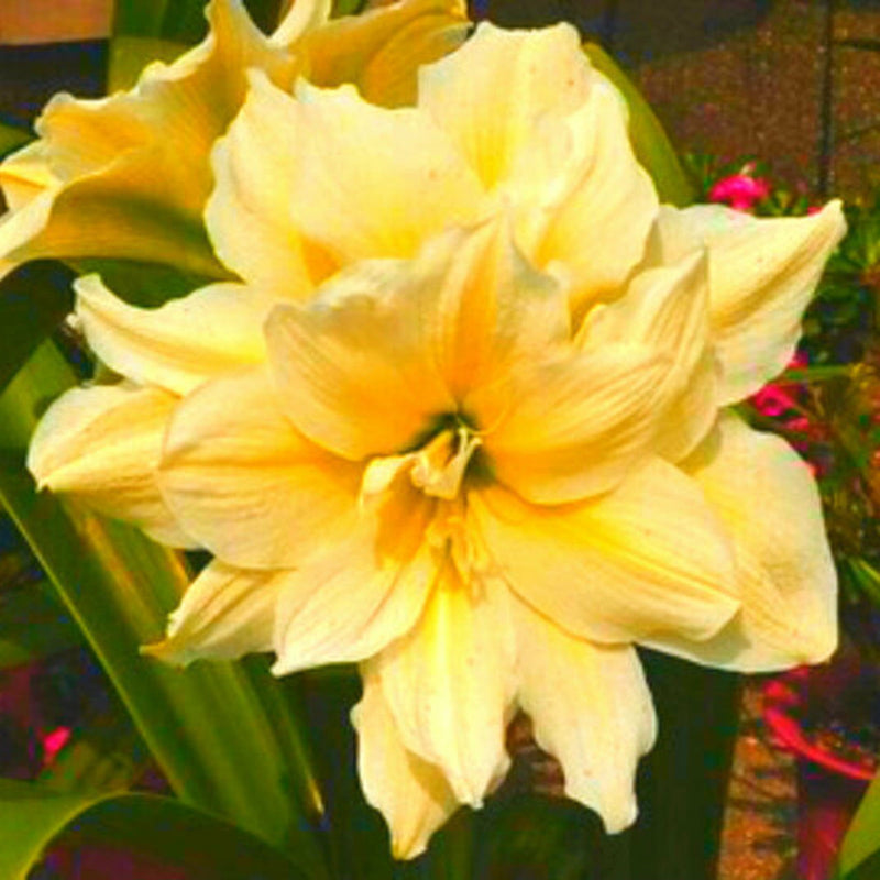 Yellow Amaryllis Flower Seeds Wildflower Mix Heirloom & GMO Free Seeds for Home Garden
 
 Sale