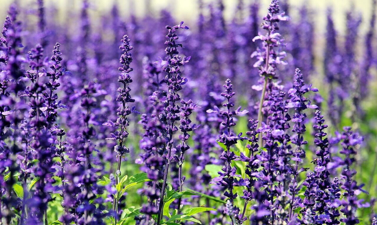 Lavandula Flower seeds for Planting Long Bloom Season Heirloom & GMO Free Seeds for Home Garden