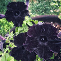 Velvet Petunia Flower Seeds, Essential Planting Guide