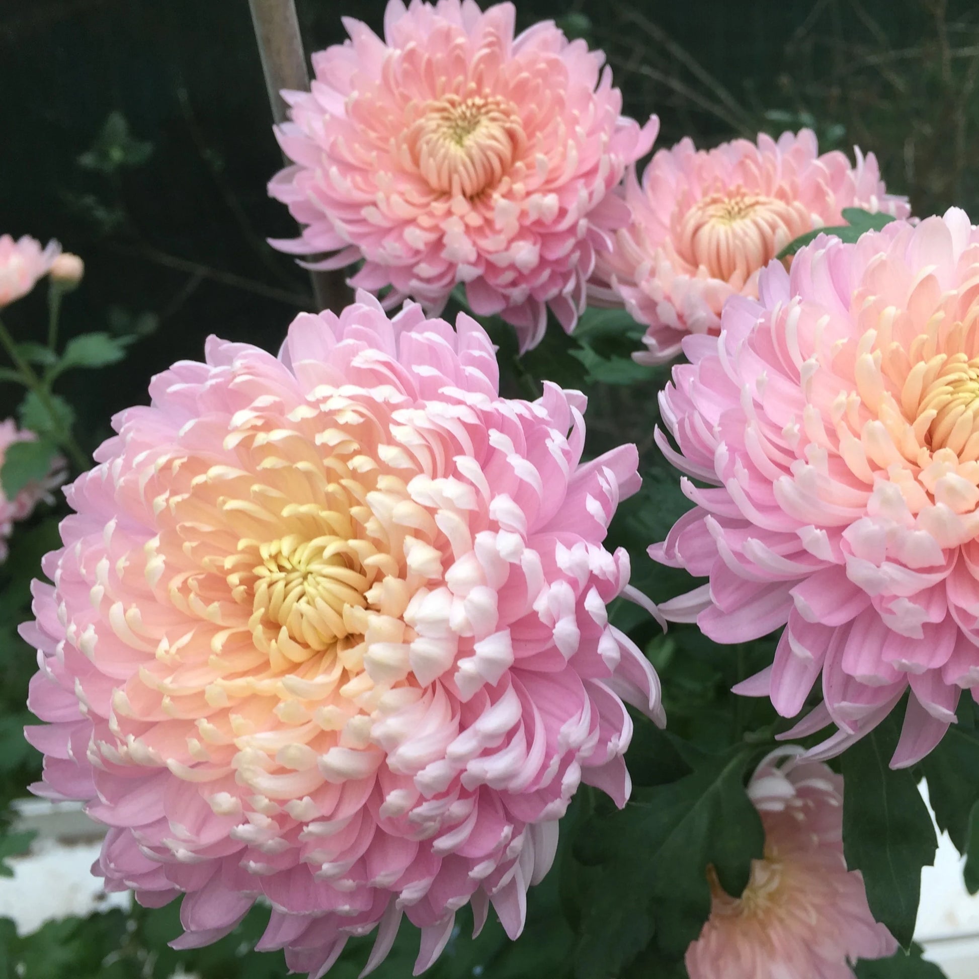 Rare Pink Chrysanthemum Bonsai Seeds for Planting