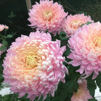 Rare Pink Chrysanthemum Bonsai Seeds for Planting