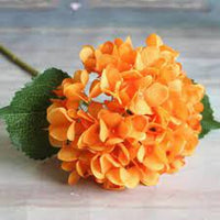 Light Orange Hydrangea Flower seeds for Planting - Premium Quality, Heirloom & GMO Free Seeds for Home Garden