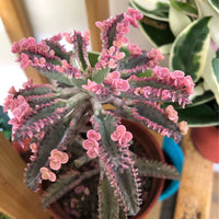 Brown Kalanchoe Seeds for Planting - Bonsai Flower Variety