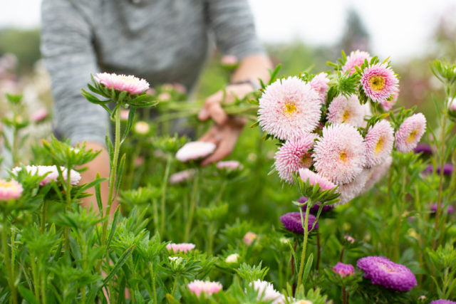 Light Pink China Aster Flower Seeds for Planting Long Bloom Season Heirloom & GMO Free Seeds for Home Garden
 
 Sale