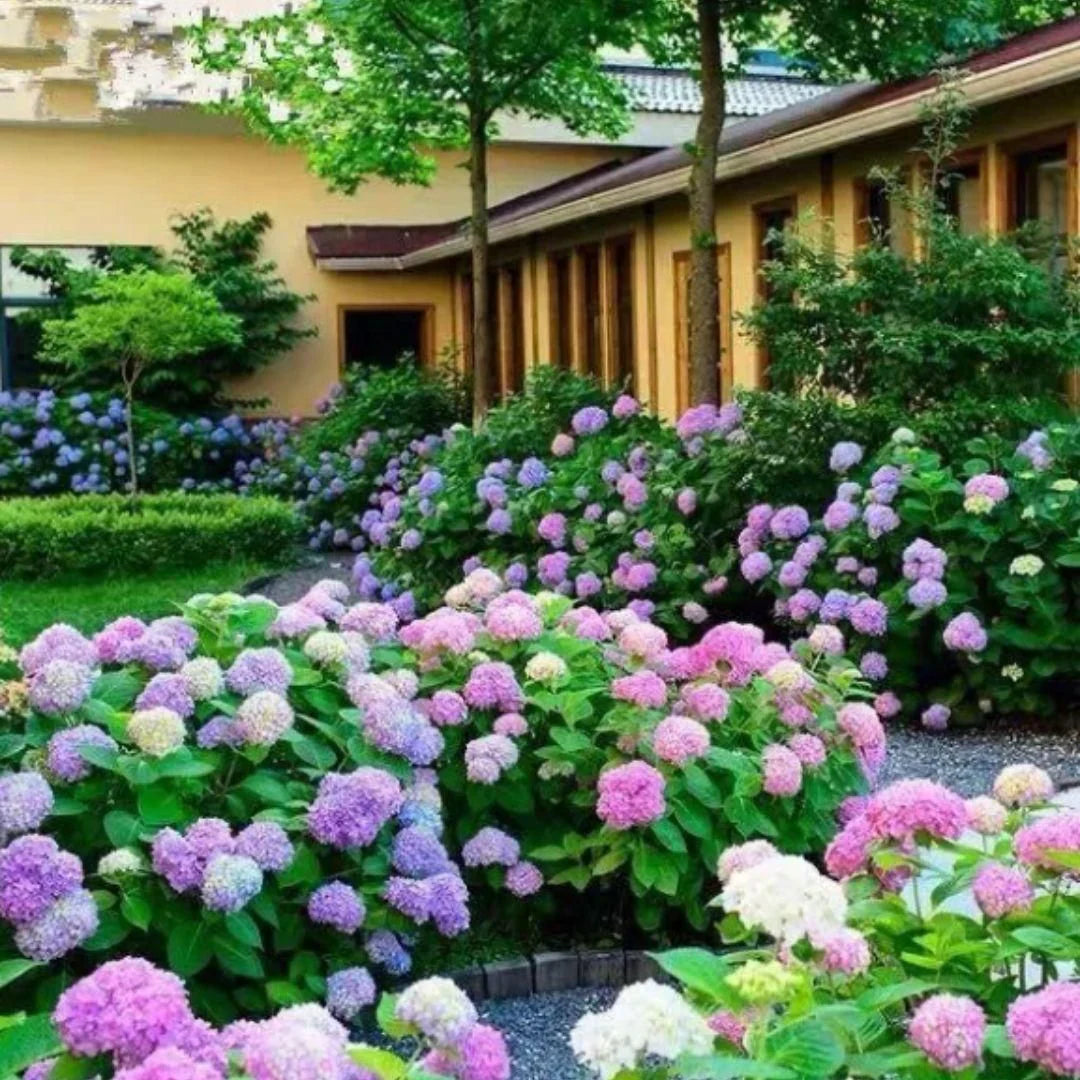 Hydrangea Flower seeds for Planting Easy to Grow Heirloom & GMO Free Seeds for Home Garden