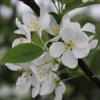 White Crabapple Flower seeds for Planting - Fragrant Blossoms, Heirloom & GMO Free Seeds for Home Garden