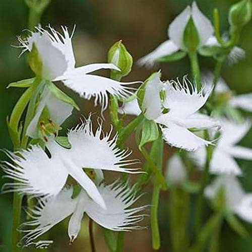 White Egret Orchid Flower seeds for Planting - Garden Favorite, Heirloom & GMO Free Seeds for Home Garden