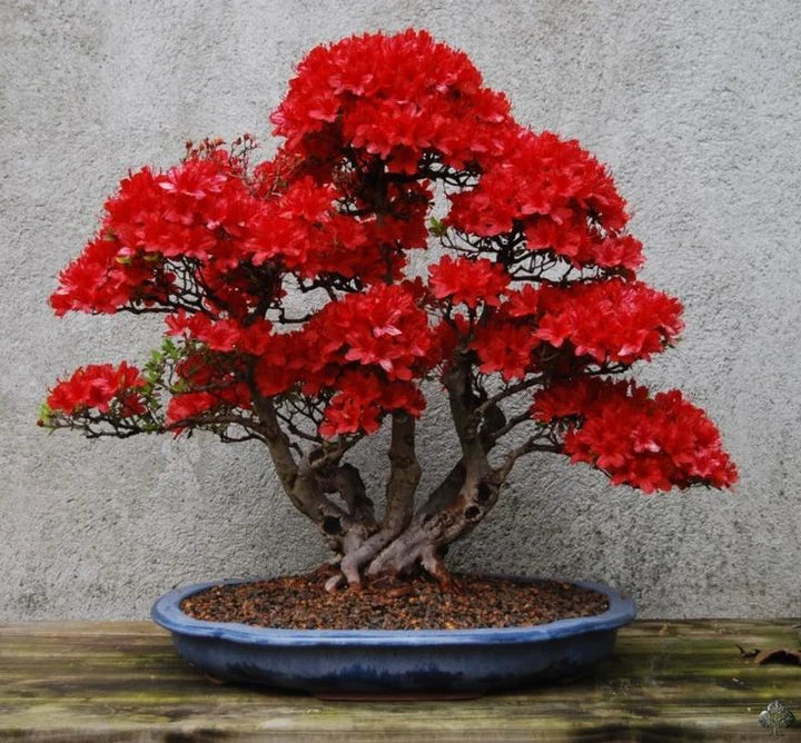Red Bonsai Flower Seeds for Planting