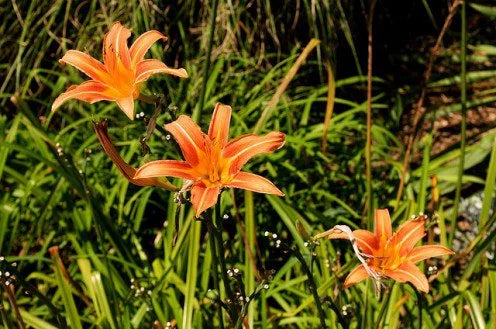 Orange Hemerocallis Flower seeds for Planting - Fragrant Blossoms, Heirloom & GMO Free Seeds for Home Garden