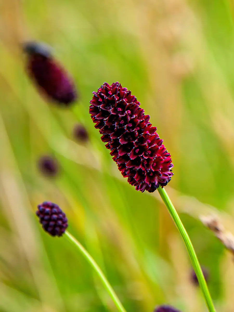 Sanguisorba Officinalis Flower seeds for Planting Sun Loving Heirloom & GMO Free Seeds for Home Garden