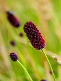 Sanguisorba Officinalis Flower seeds for Planting Sun Loving Heirloom & GMO Free Seeds for Home Garden