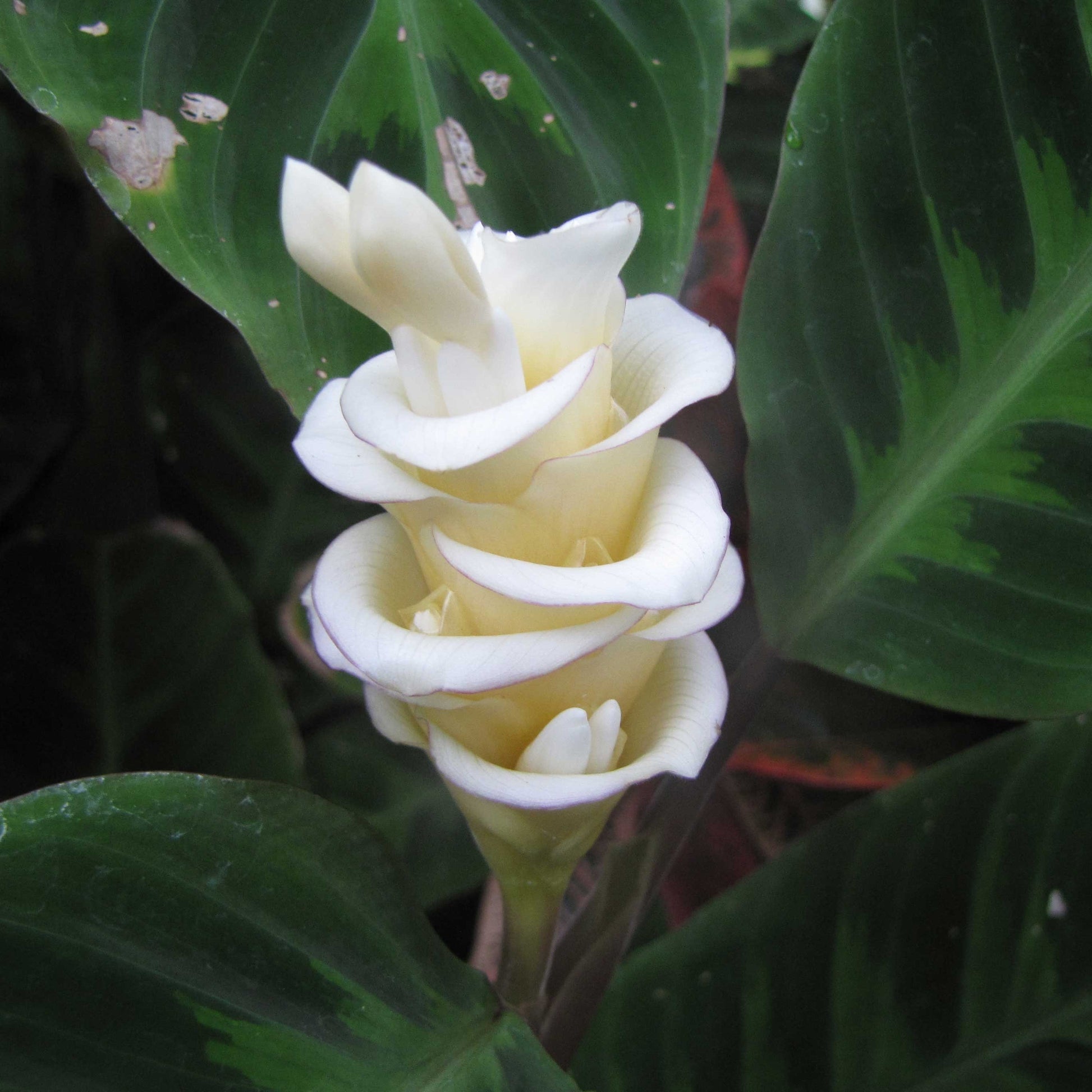 Futaba Calathea Foliage Flower seeds for Planting, Premium Quality Heirloom & GMO Free Seeds for Home Garden