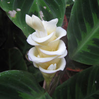 Futaba Calathea Foliage Flower seeds for Planting, Premium Quality Heirloom & GMO Free Seeds for Home Garden