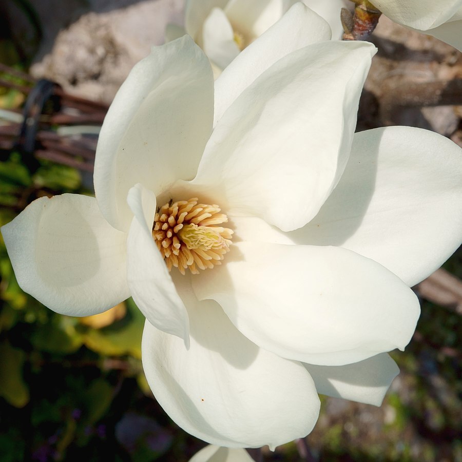 Yulan Magnolia Flower Planting Seeds