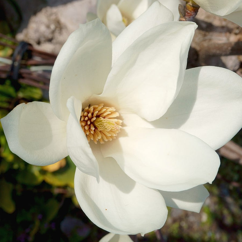 Yulan Magnolia Flower Planting Seeds