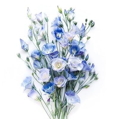 100 Pcs