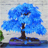 Blue Metasequoia Seeds for Easy Planting