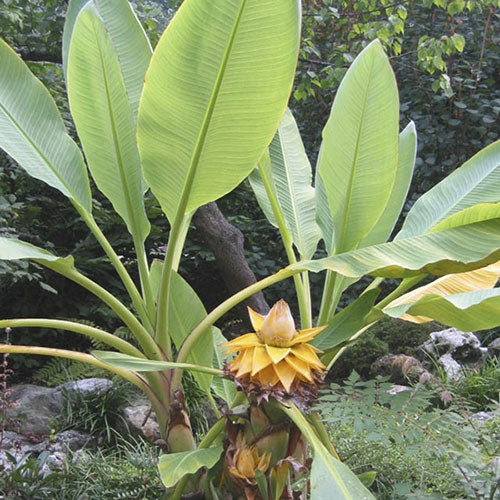 Heirloom Musella Lasiocarpa Flower seeds for Planting Sun Loving Heirloom & GMO Free Seeds for Home Garden