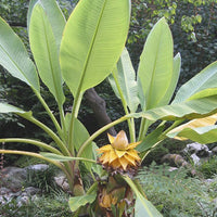 Heirloom Musella Lasiocarpa Flower seeds for Planting Sun Loving Heirloom & GMO Free Seeds for Home Garden