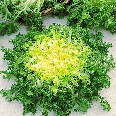 FrisÃ©e Endive Seeds: Planting Guide for Successful Growth