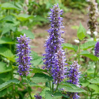 Violet Giant Hyssop Flower seeds for Planting - Wildflower Mix, Heirloom & GMO Free Seeds for Home Garden
 
 Sale seeds for home garden
