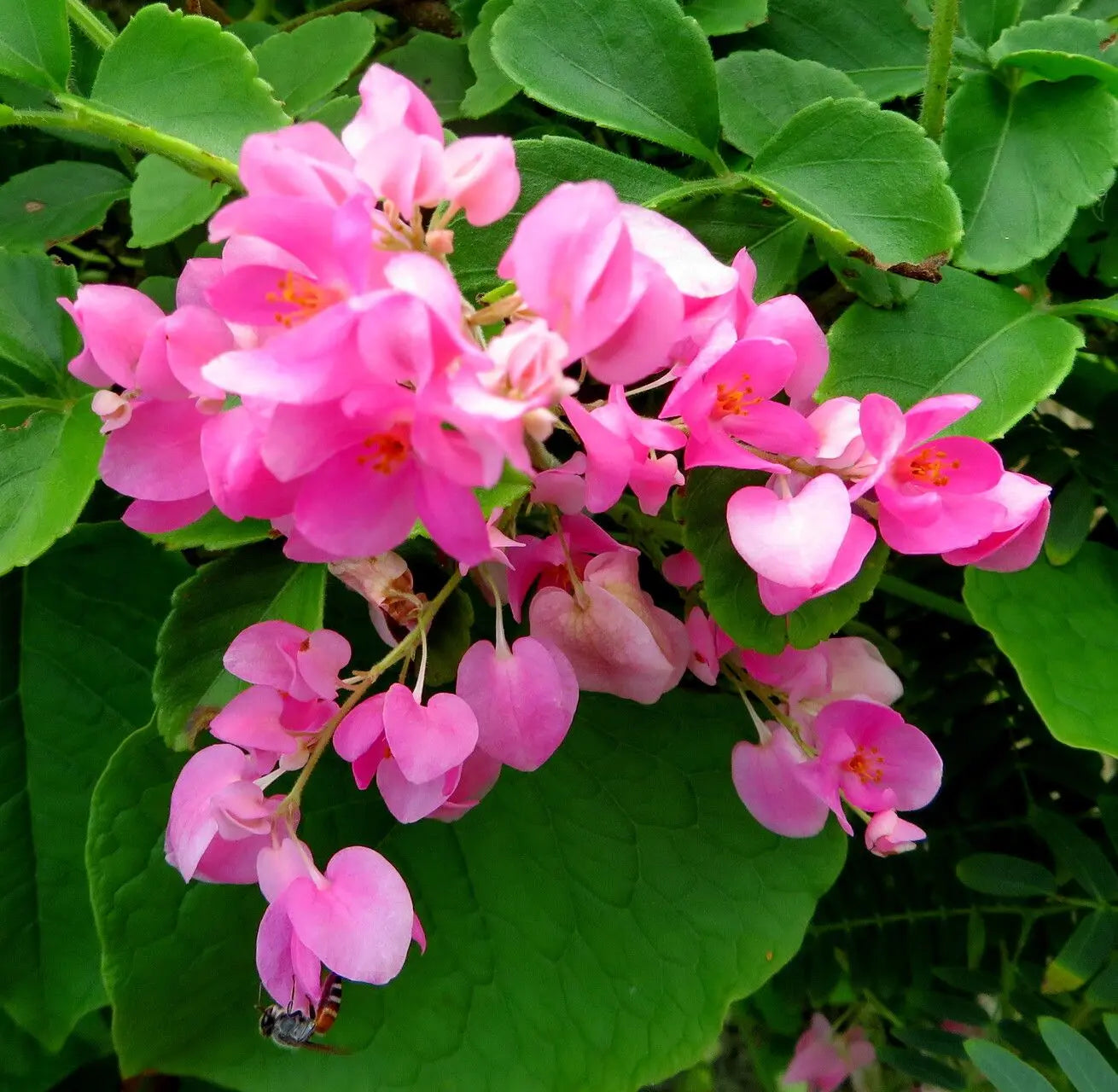 Antigonon Leptopus Flowering Plant Seeds for Planting in Garden