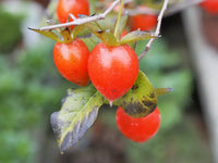 Red Rhombifolia Fruit Seeds for Planting