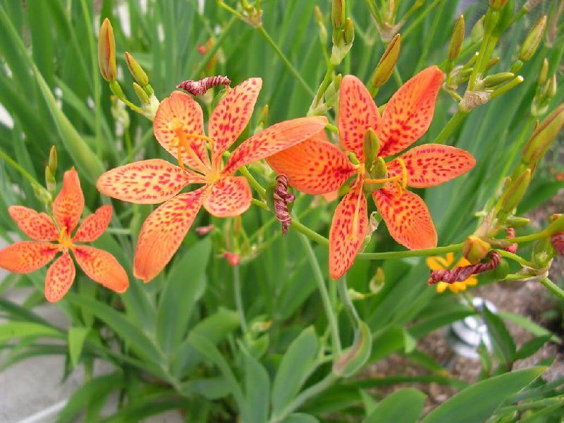 Red Leopard Flower seeds for Planting - Low Maintenance, Heirloom & GMO Free Seeds for Home Garden