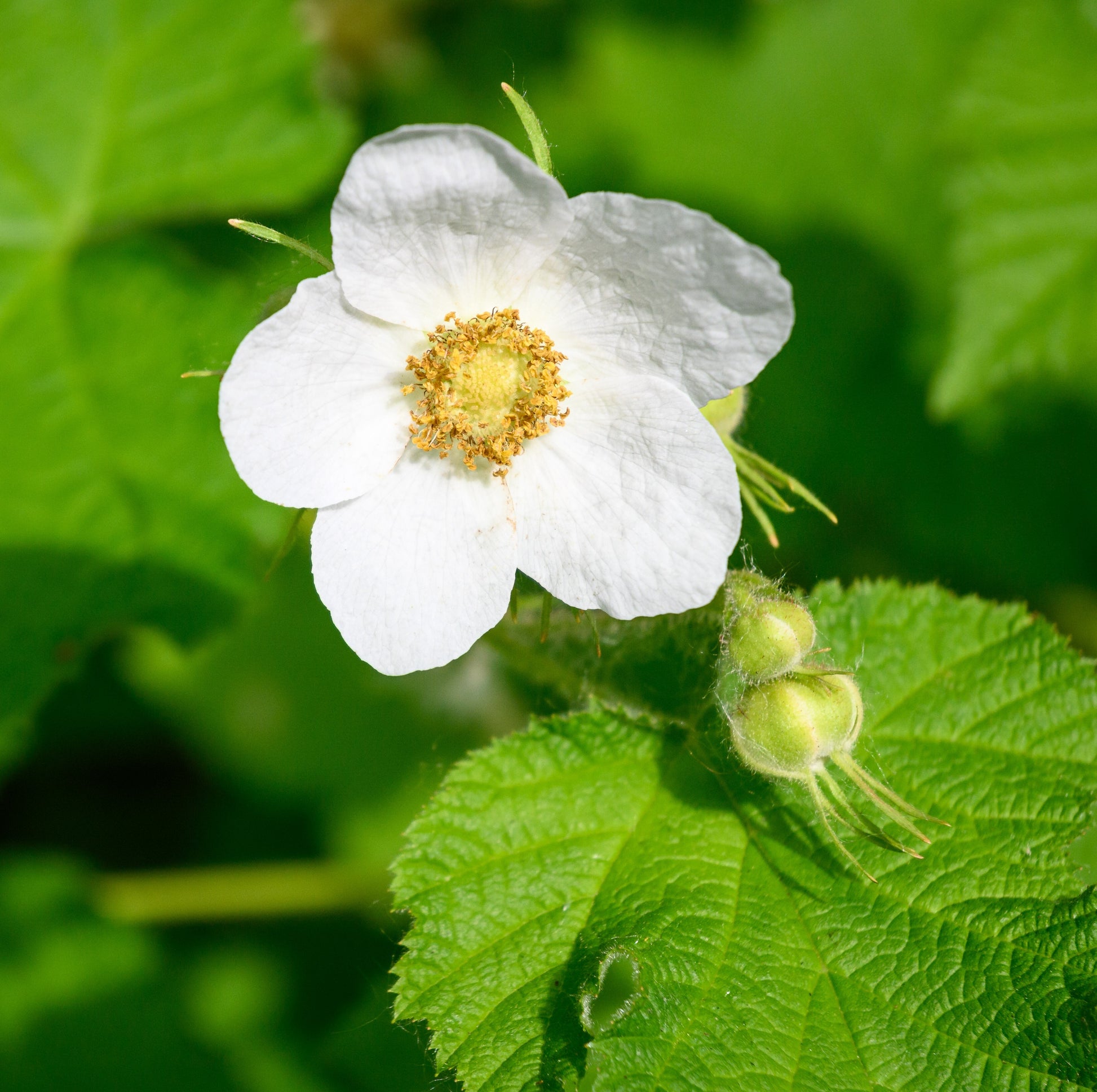 Rubus Parviflorus Flower seeds for Planting, Hardy Variety Heirloom & GMO Free Seeds for Home Garden