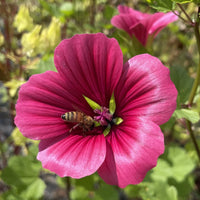 Pink Malope Flower seeds for Planting - Easy to Grow, Heirloom & GMO Free Seeds for Home Garden