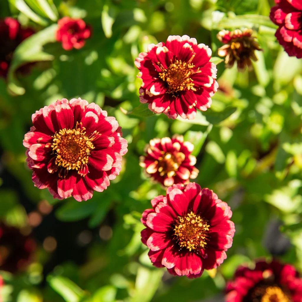 Burgundy Zinnia Flower seeds for Planting - Cut Flower Favorite, Heirloom & GMO Free Seeds for Home Garden