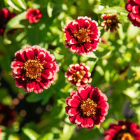 Burgundy Zinnia Flower seeds for Planting - Cut Flower Favorite, Heirloom & GMO Free Seeds for Home Garden