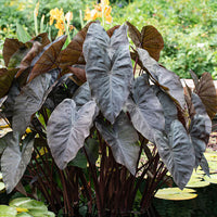 Black Caladium Flower seeds for Planting - Wildflower Mix, Heirloom & GMO Free Seeds for Home Garden