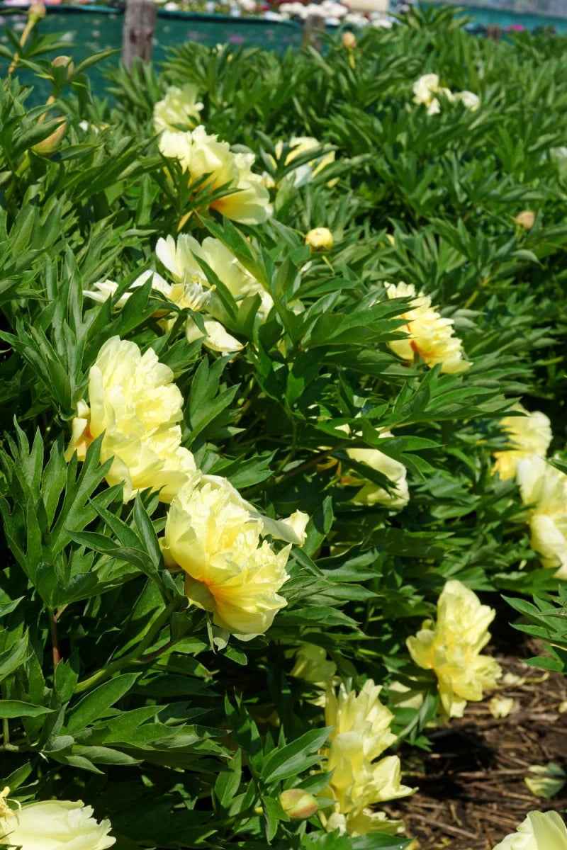 Bartzella Flower seeds for Planting - Hardy Variety, Heirloom & GMO Free Seeds for Home Garden