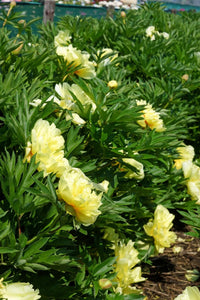 Bartzella Flower seeds for Planting - Hardy Variety, Heirloom & GMO Free Seeds for Home Garden