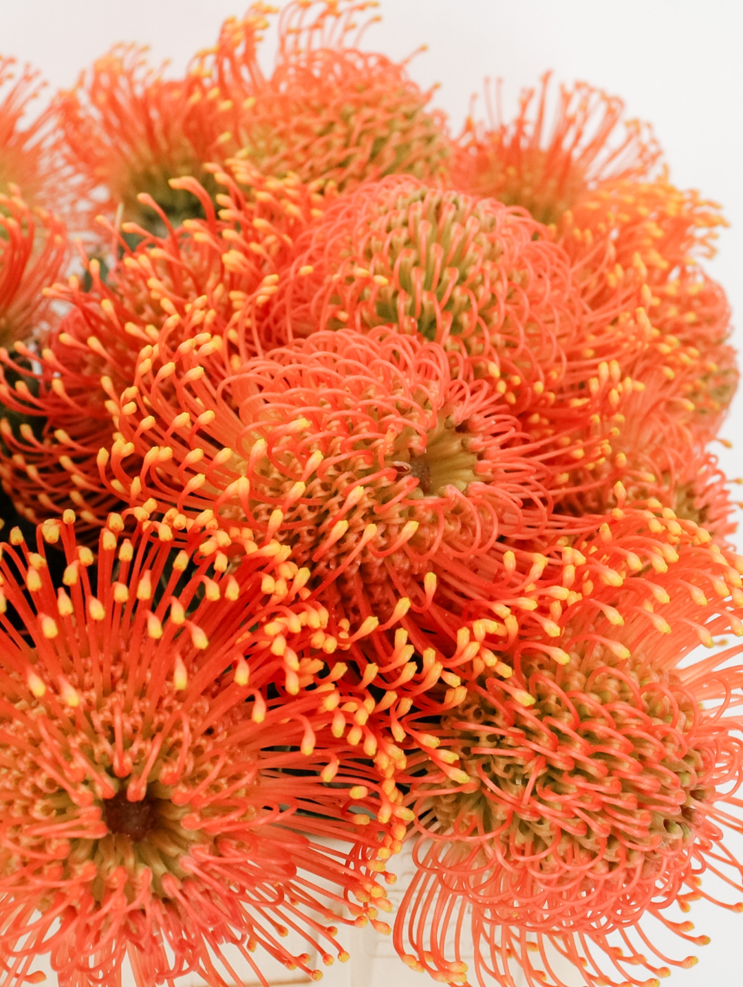 Leucospermum Cordifolium Seeds for Planting - Premium Flower Seeds for Vibrant Blooms