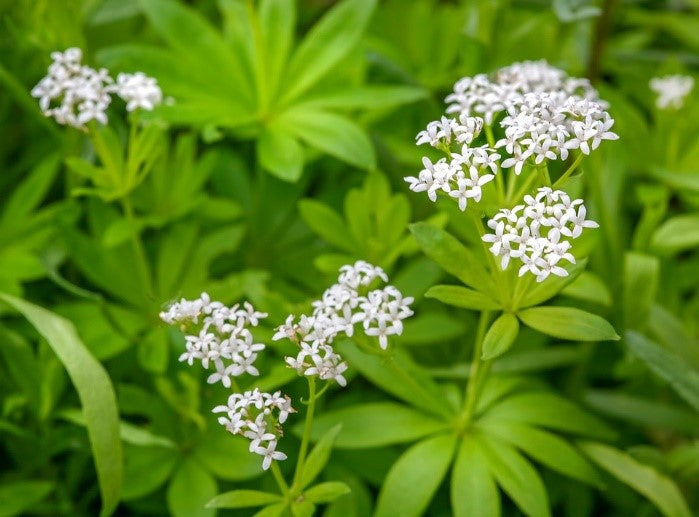Galium Flower seeds for Planting - Sun Loving, Heirloom & GMO Free Seeds for Home Garden