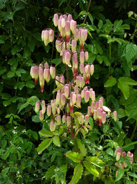 Kalanchoe Pinnata Flower seeds for Planting Pollinator Friendly Heirloom & GMO Free Seeds for Home Garden 
 
 Sale