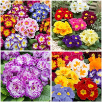 Mixed Malacoides Flower seeds for Planting - Seasonal Bloomer, Heirloom & GMO Free Seeds for Home Garden