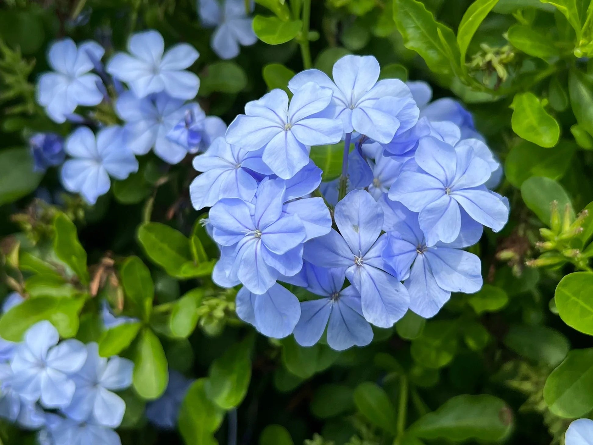 Heirloom Plumbago Flower seeds for Planting Cut Flower Favorite Heirloom & GMO Free Seeds for Home Garden
