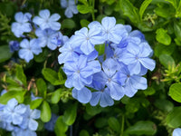 Heirloom Plumbago Flower seeds for Planting Cut Flower Favorite Heirloom & GMO Free Seeds for Home Garden