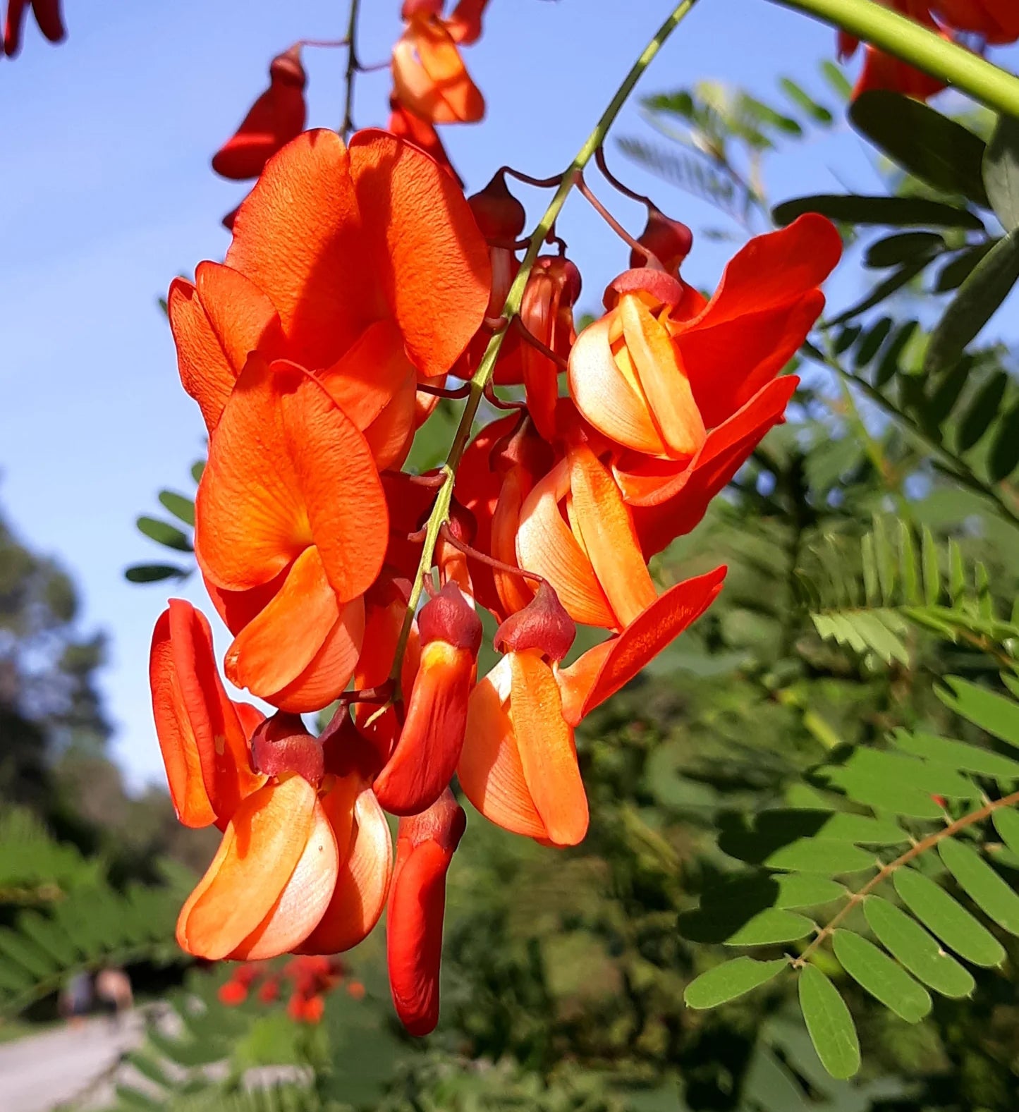 Sesbania Punicea Red Wisteria Seeds - Orange Flowers