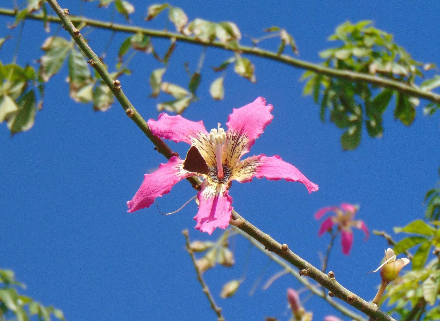 Chorisia Insignis Flower seeds for Planting - Premium Quality, Heirloom & GMO Free Seeds for Home Garden