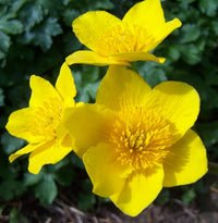 Bright Yellow Caltha Palustris Seeds for Planting  Vibrant Perennial Flowers for Garden Wetlands